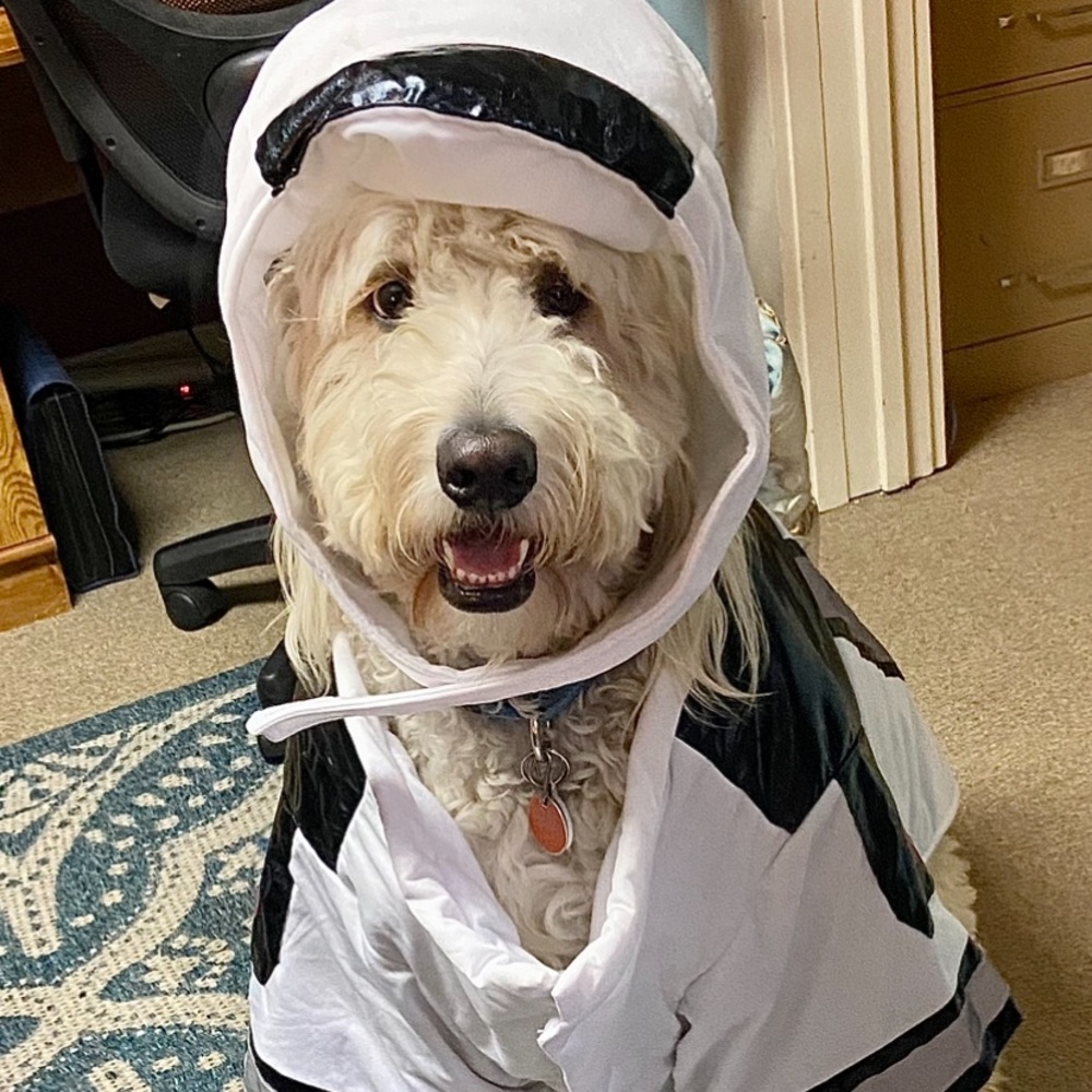 2XL Dog-Space Pup Costume-Big on my 100 Lb Double Doodle